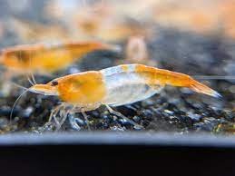 CREVETTES RILI ORANGE NEOCARIDINA