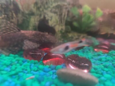 Ancitrus- poisson nettoyeur de vitre
