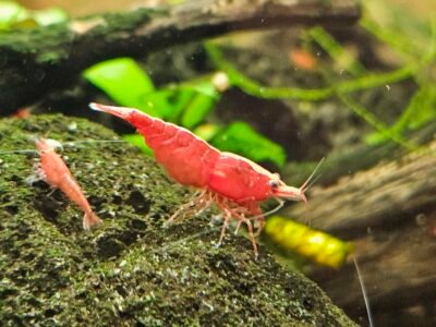 Neocaridina sakura red