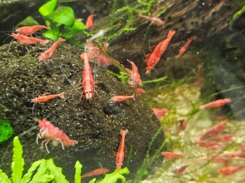 Neocaridina sakura red
