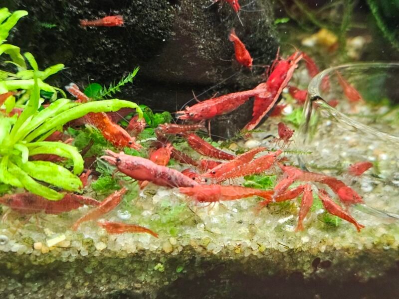 Neocaridina sakura red