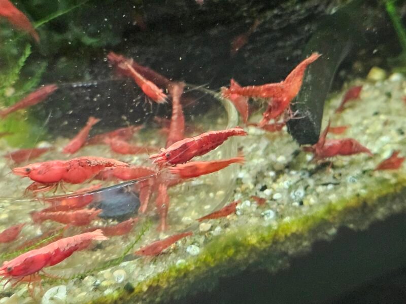 Neocaridina sakura red