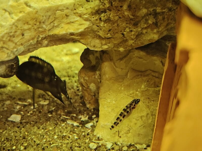 Neolamprologus buescheri Kamakond