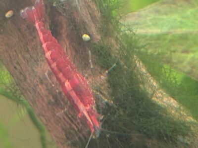 Crevette red cherry
