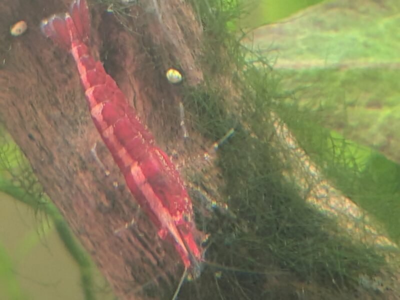 Crevette red cherry