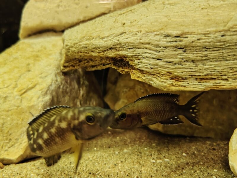 Neolamprologus buescheri Kamakond