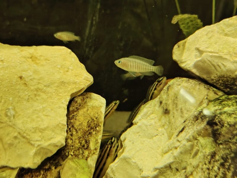 Neolamprologus multifasciatus