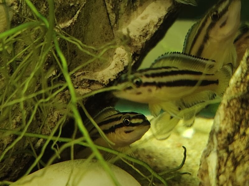 Julidochromis marksmithi "Ulwile Island"