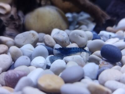Crevettes neocaridina Blue dream