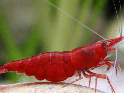 Crevettes red sakura