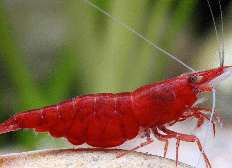 Crevettes red sakura