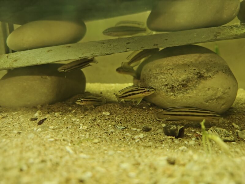 Julidochromis marksmithi "Ulwile Island"