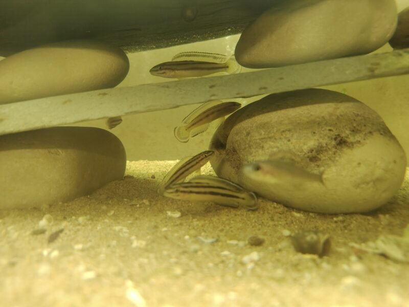 Julidochromis marksmithi "Ulwile Island"