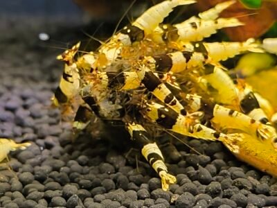 Crevette Caridina Black Crystal