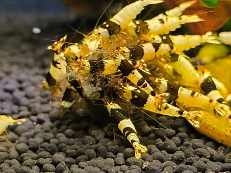 Crevette Caridina Black Crystal