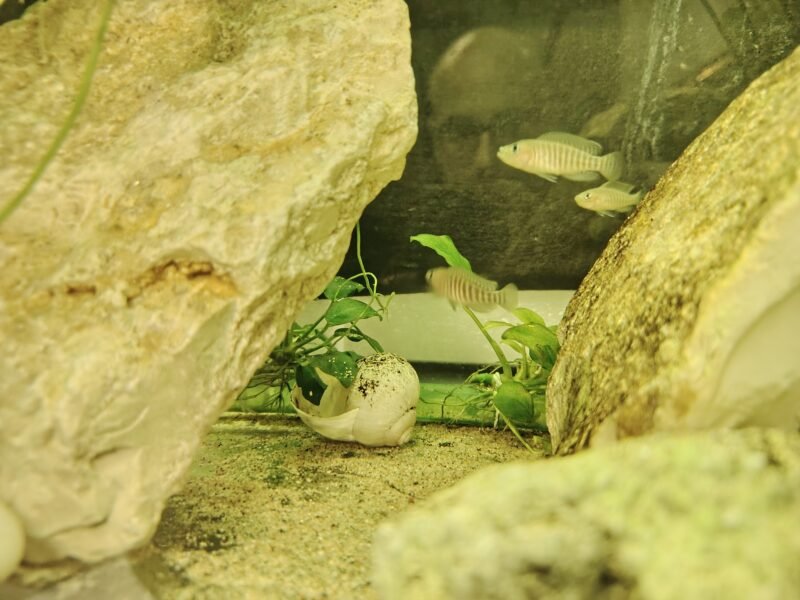 Neolamprologus multifasciatus