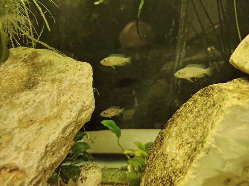 Neolamprologus multifasciatus