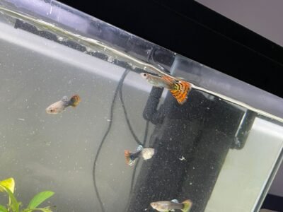 Donne guppy