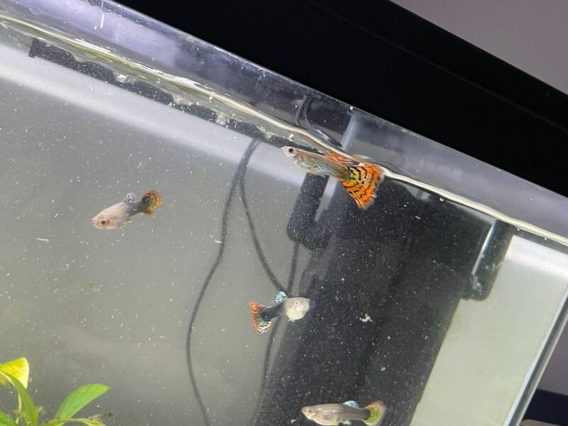 Donne guppy
