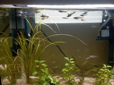 Alevins de guppys