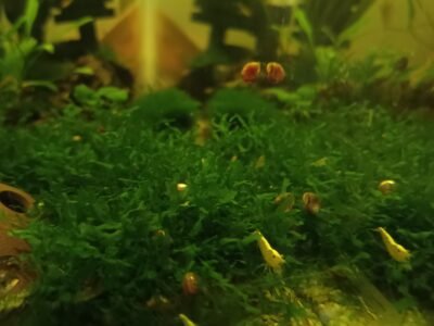Crevette neo caridina