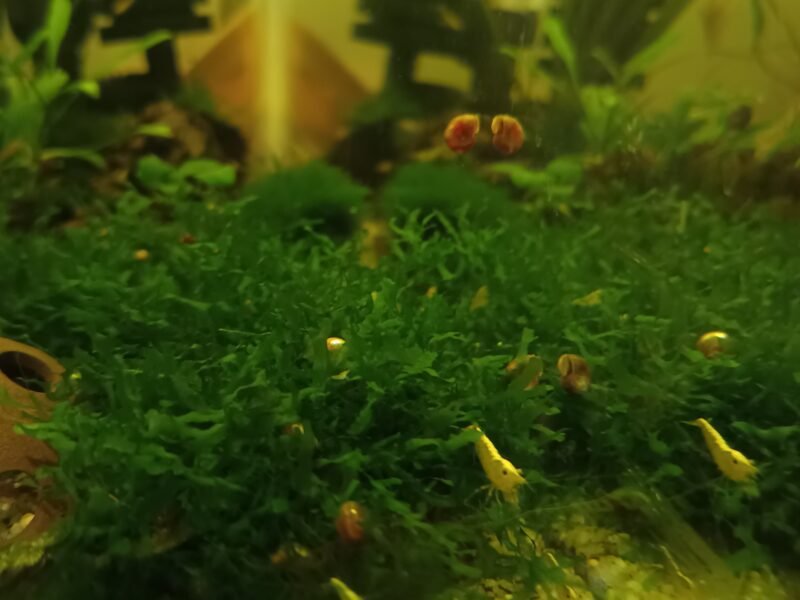 Crevette neo caridina