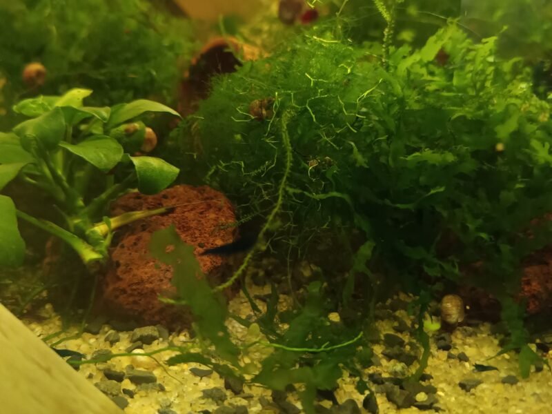 Crevette neo caridina