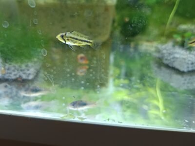 Apistogramma cacatuoides et corydoras