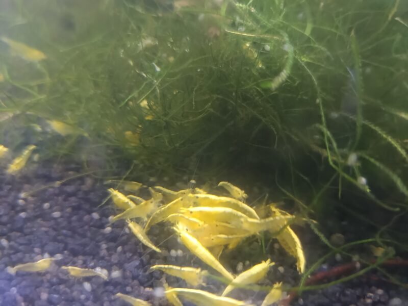 Crevettes yellow néon