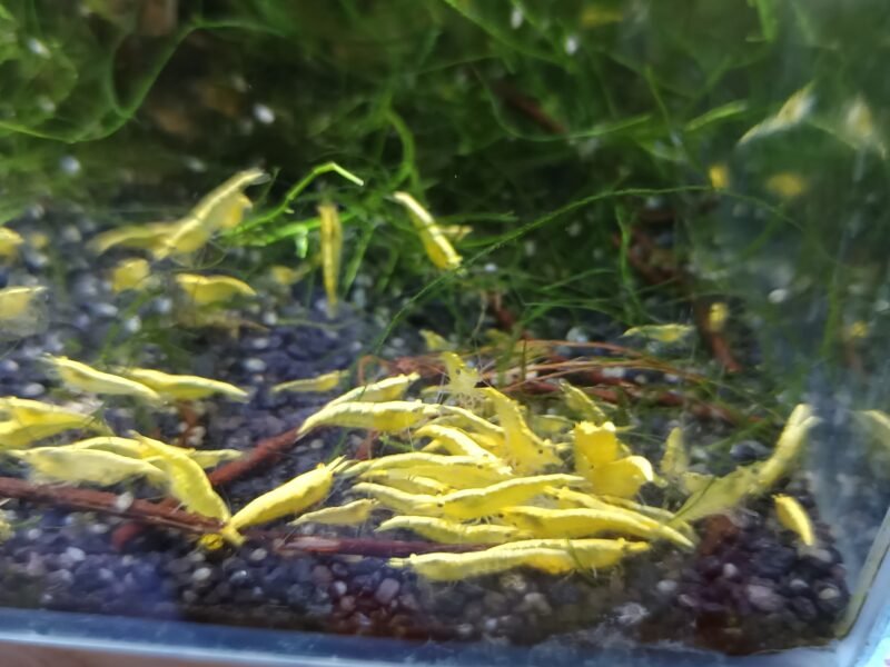 Crevettes yellow néon