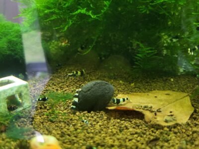 Caridina panda