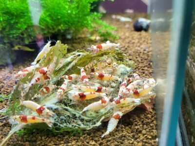 Caridina pure red line