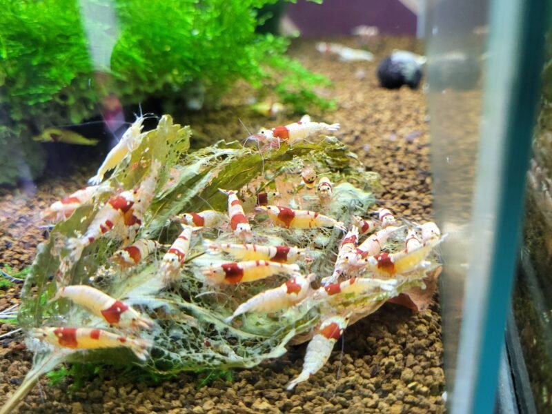 Caridina pure red line