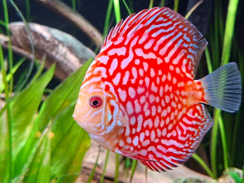 Discus x7