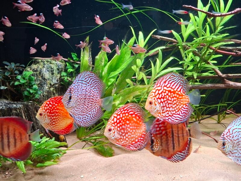 Discus x7