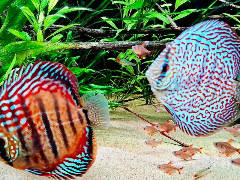 Discus x7