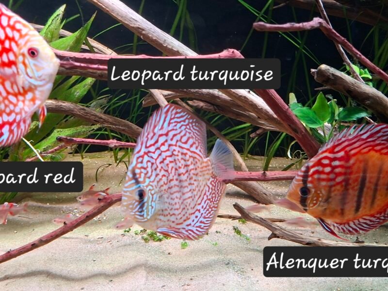 Discus x7