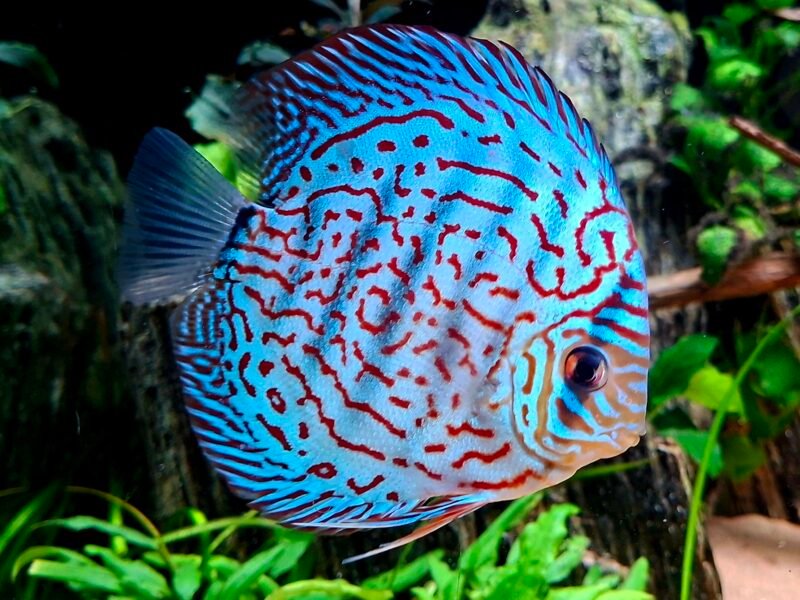 Discus x7