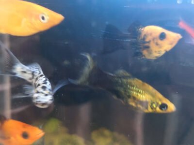 Vends molly par lots (5 mollys, mâles ou femelles et bébés)