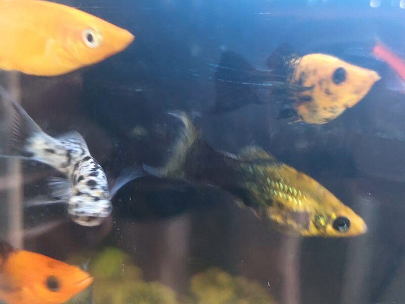 Vends molly par lots (5 mollys, mâles ou femelles et bébés)