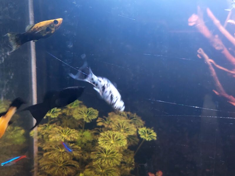 Vends molly par lots (5 mollys, mâles ou femelles et bébés)