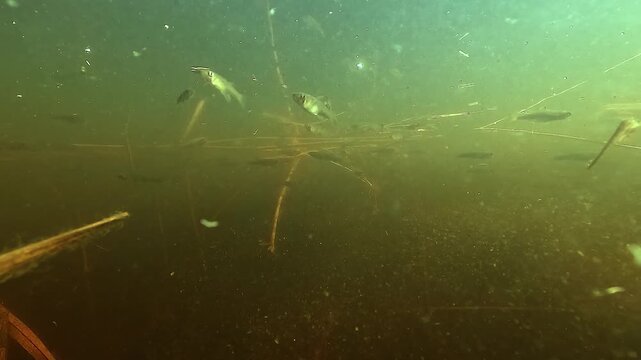 Petits poissons pour bassin