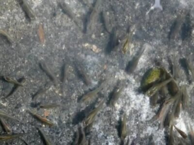 Petits poissons pour bassin