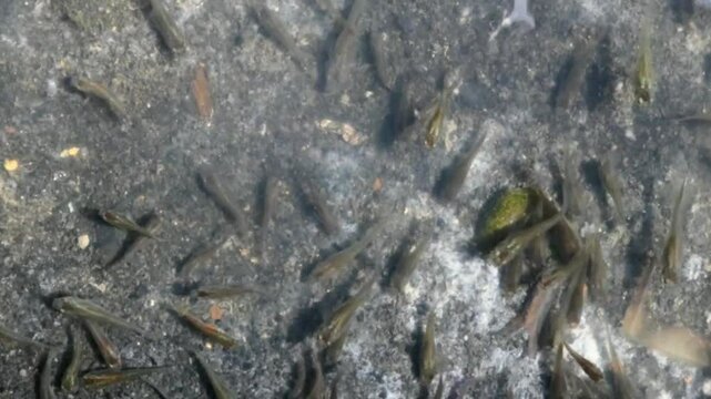 Petits poissons pour bassin