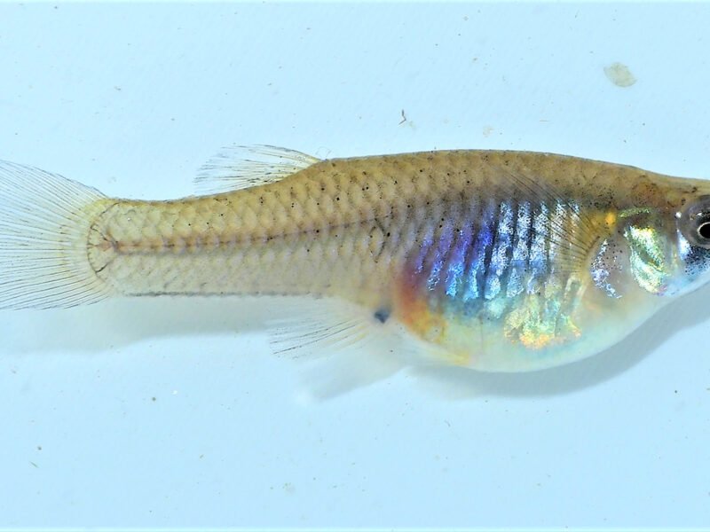 Gambusia affinis
