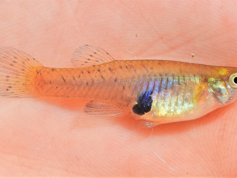 Gambusia affinis