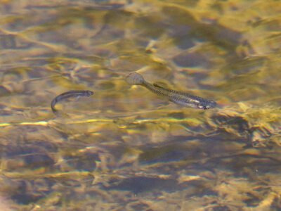 Gambusies poissons anti moustique pour bassin