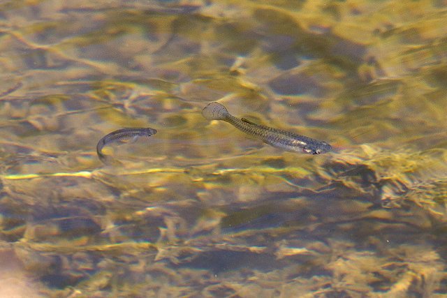 Gambusies poissons anti moustique pour bassin