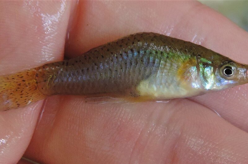 Gambusie pour bassin