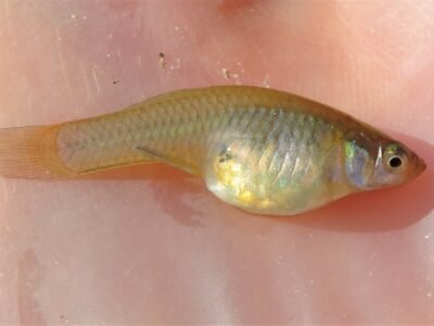 Gambusie pour bassin